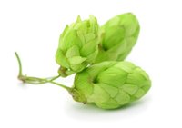 fresh green hops hops2brew