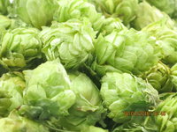 Hop cones from Hops2Brew